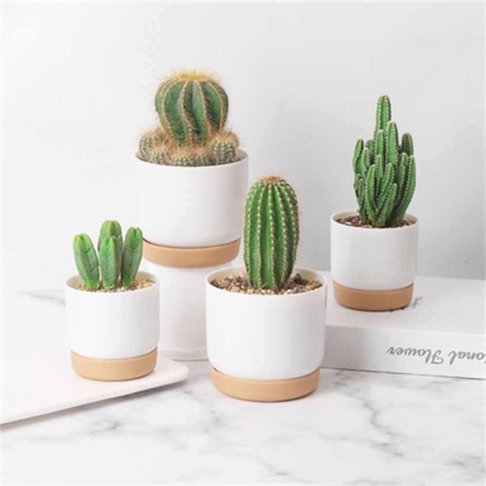 Round Cactus Succulent Plants  - Orchid Potting Mix review and price