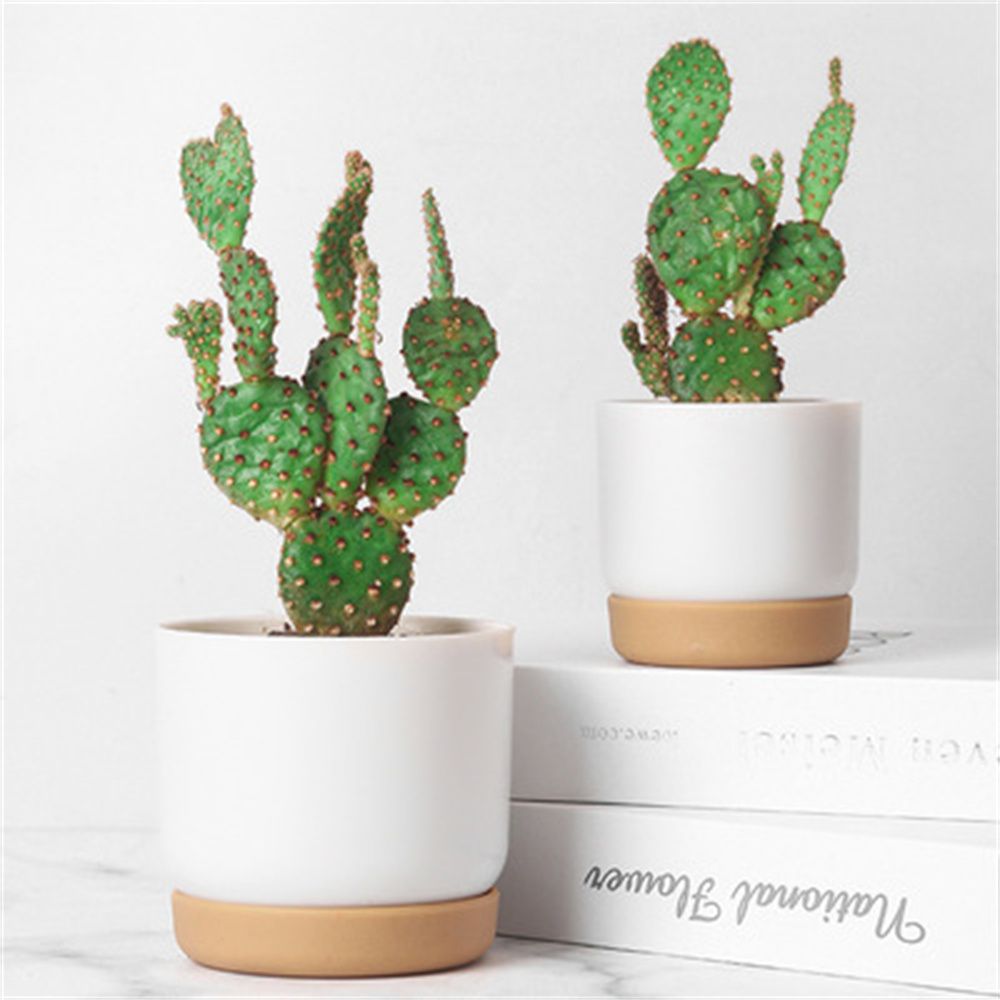 Round Cactus Succulent Plants  - Orchid Potting Mix review and price