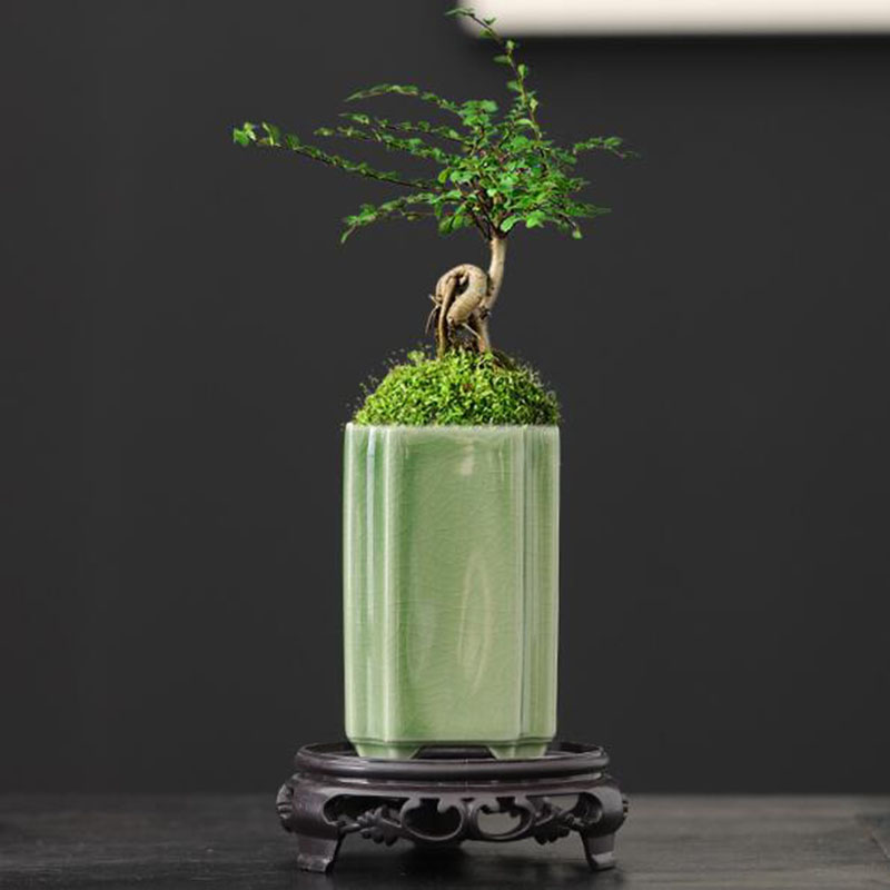 Porcelain Square Celadon Glaze - Orchid Potting Mix review and price