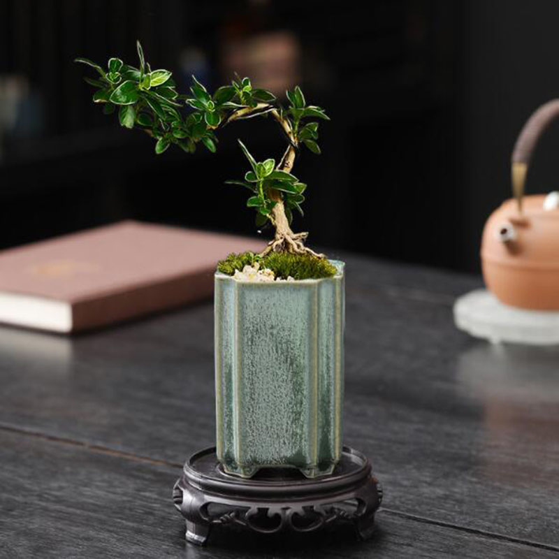 Porcelain Square Celadon Glaze - Orchid Potting Mix review and price