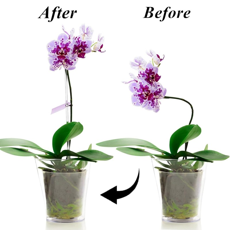 Reusable Clear Flower Support  - Orchid Potting Mix review and price